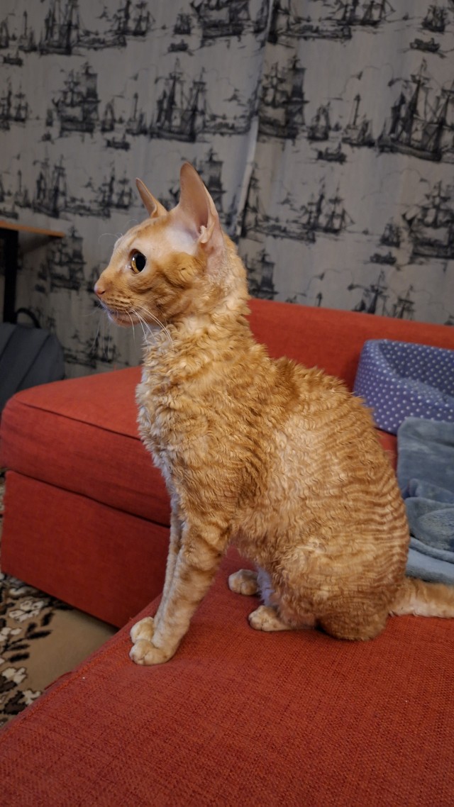 Котовторник