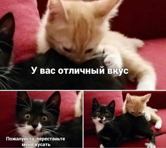 На уходящий котовторник