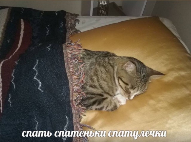 К котовторнику: подборка картинок-баянов с котиками и про котиков. Выпуск 46