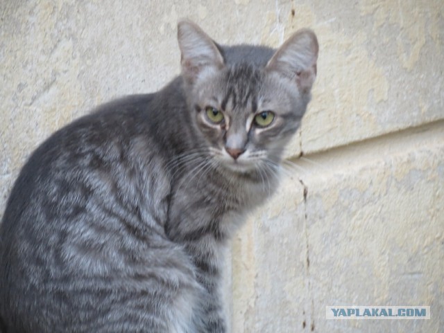 Коты Севастополя