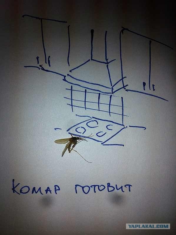 Комар деловой
