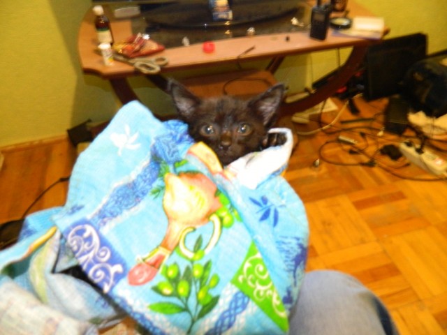 Новый член семьи