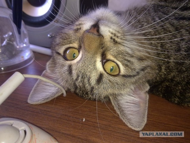 Котовторник 8.10.2013
