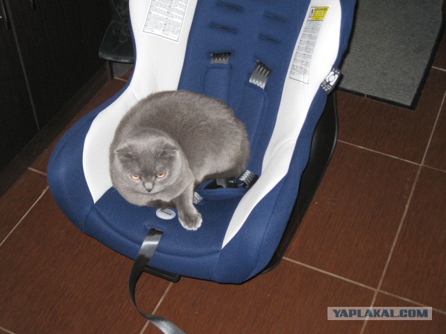 Котовторник 25.02.2014
