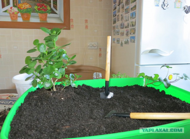 Кукольная миниатюра