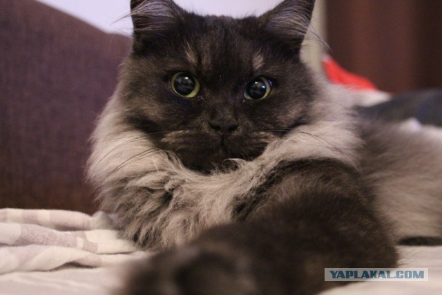 Котовторник 6.05.2014