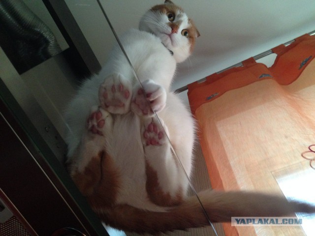 Котовторник 22.07.14
