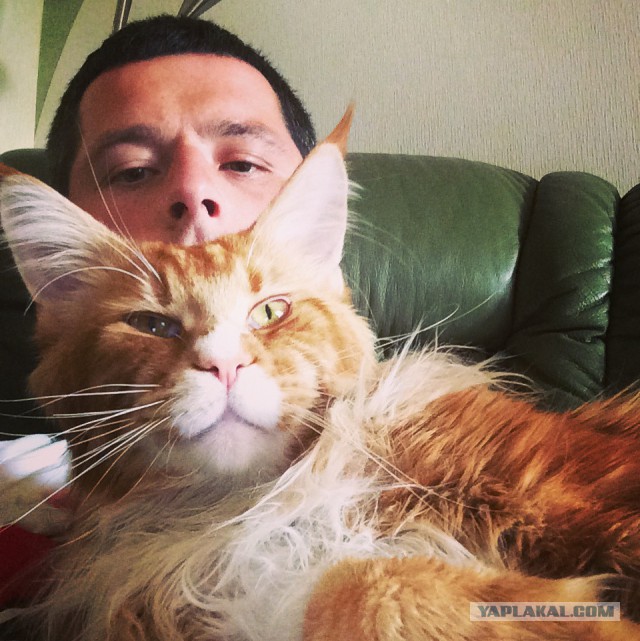 Котовторник 09.09.2014
