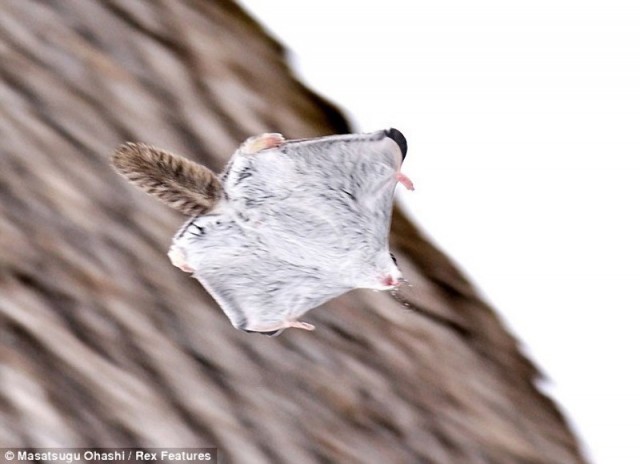 Сибирская белка-летяга