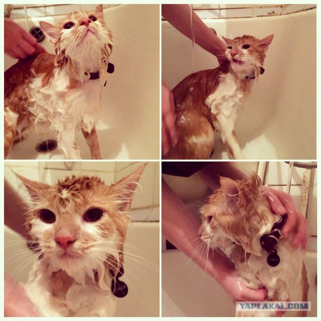 Котовторник 2.12.14