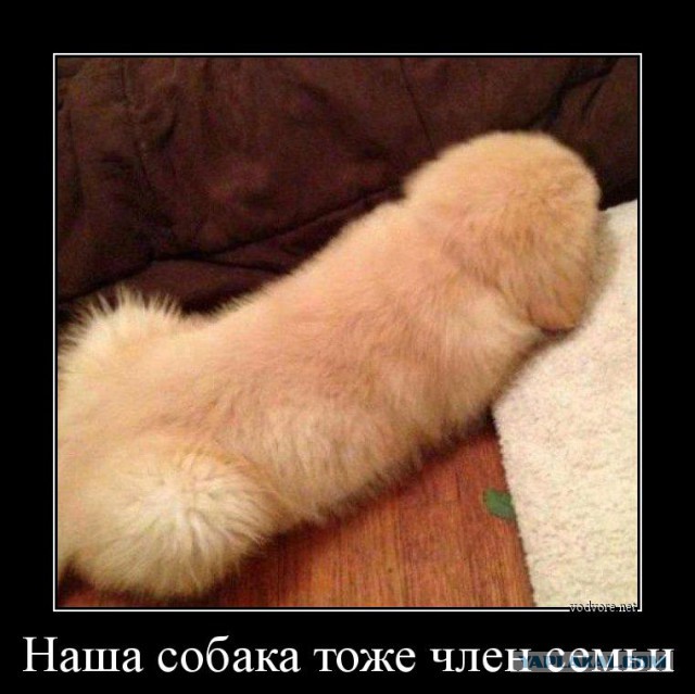 Будут ли они дружить?