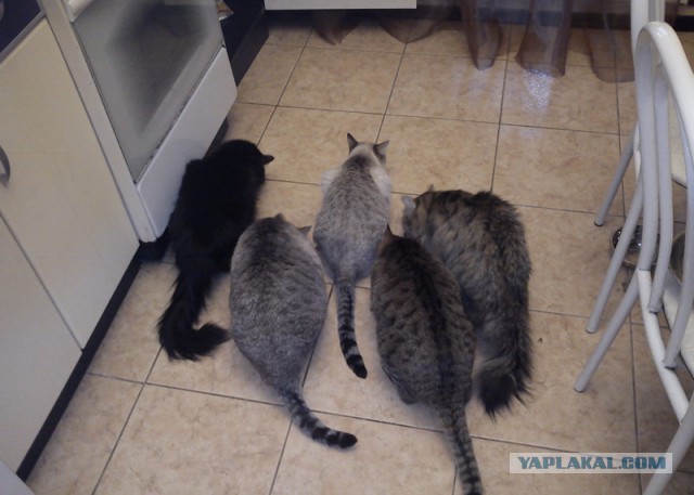 Моим котам