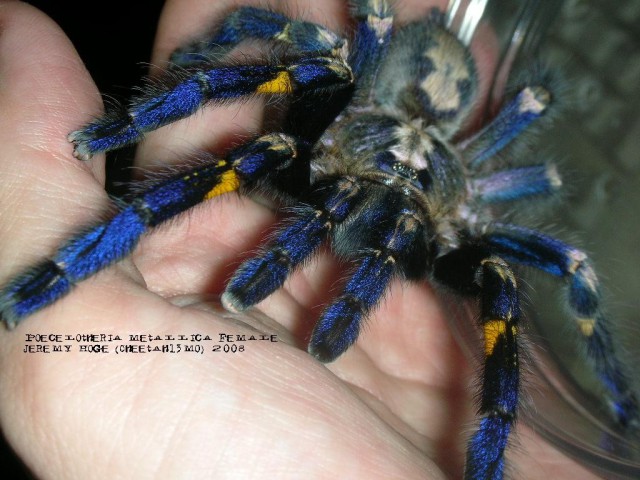 Синий паук - самый красивый паук в мире