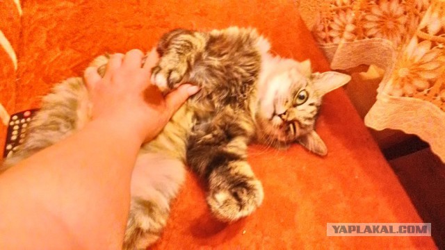 Любофф! Это точно любофф!