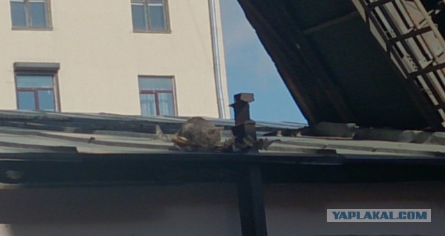 Котовторник 24.03.2015