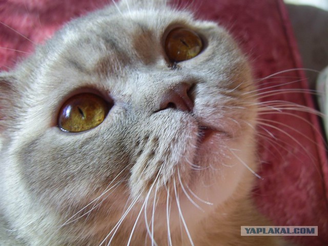 Котовторник 25.08.2015