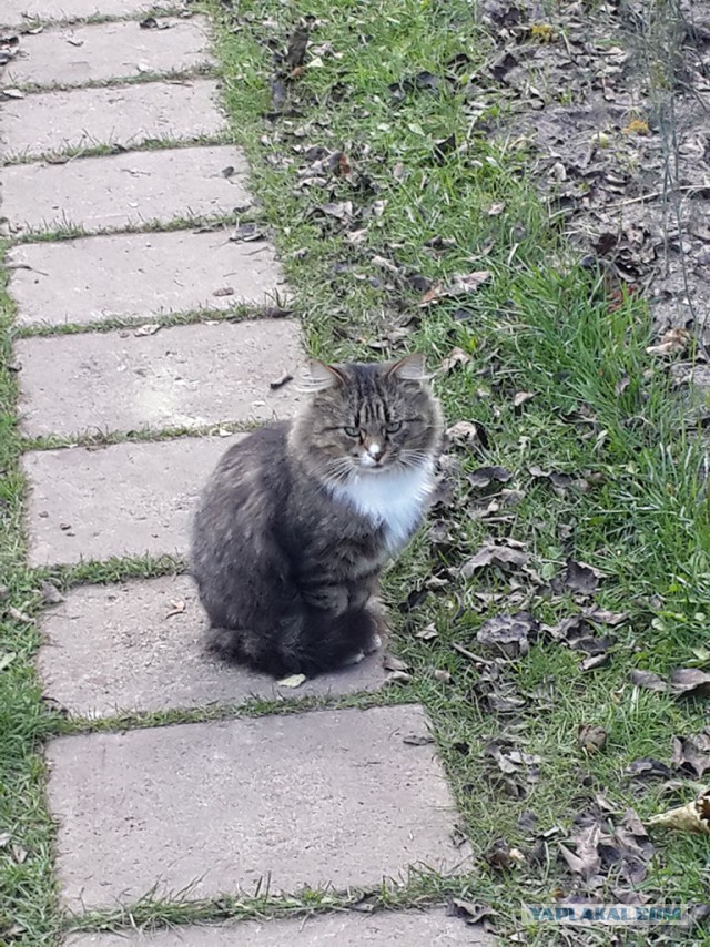 Котовторник 13.10.2015