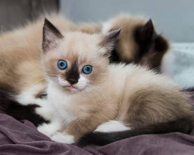 Котовторник на вторник, Котовторник