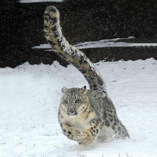 Самые смешные животные