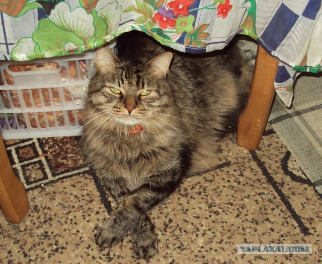 Котовторник 20.12.2016