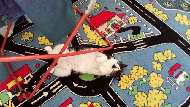 Котовторник  14.02.2017