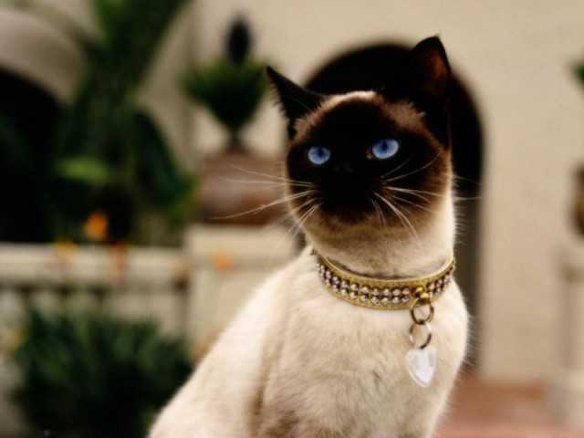 Коты и Кошки