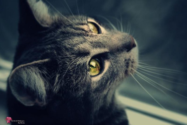 Коты и Кошки