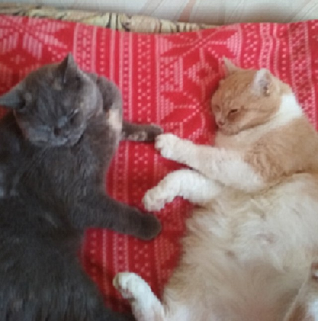 Котовторник!