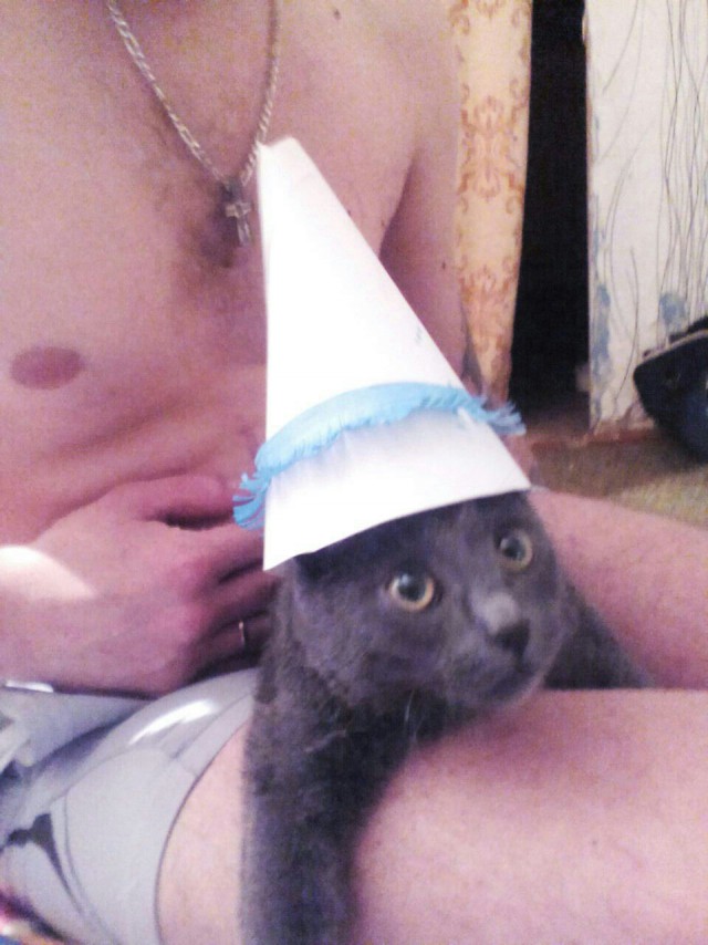 Живность из сети