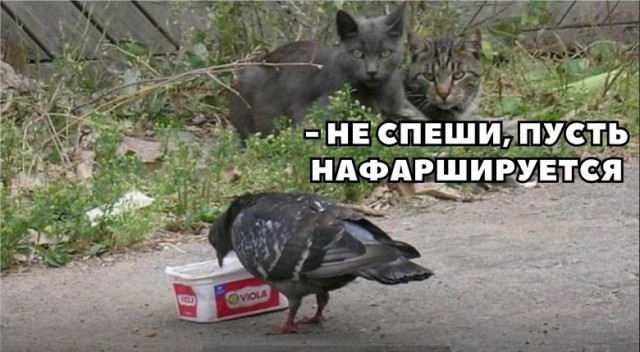 Прикольные картинки обо всем