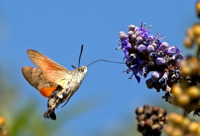 Колибри