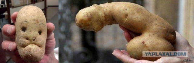 Началось! Картофельная лихорадка стартовала в Беларуси