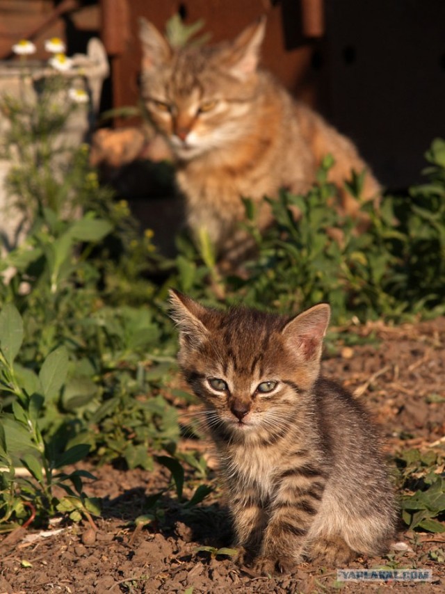 Котовторник на 29 июня