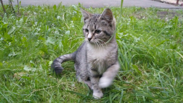 Прикольных котов пост