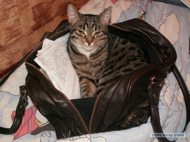 Котовторник 15.02.2011