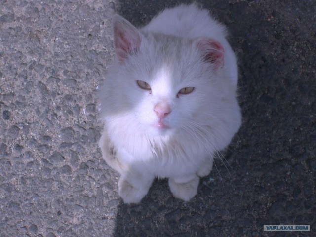 Первый котовторник октября