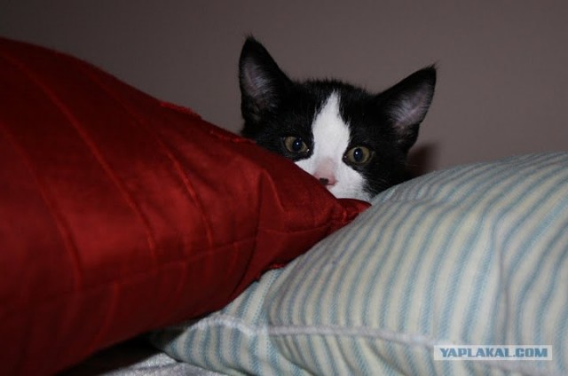 Котовторник 27.12.11