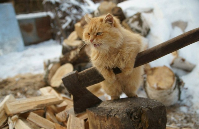 Прикольных котов пост