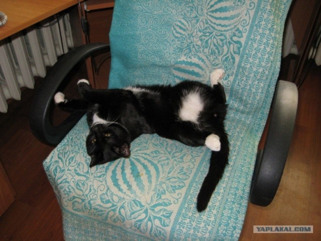 Котовторник (14.02.2012)