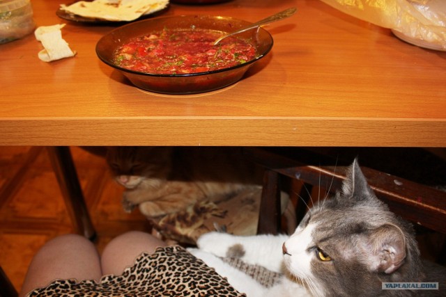 Котовторник 22.05.2012