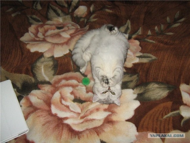 Котовторник 10. 07. 2012