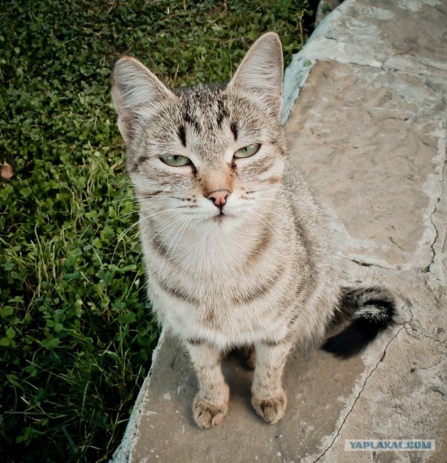 Котовторник  21.08.12