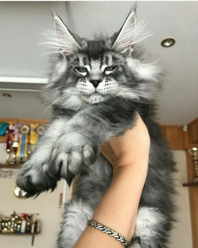 Прикольных котов пост