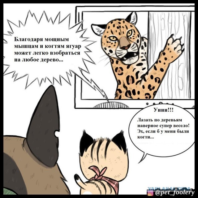 Бруд и Пикси