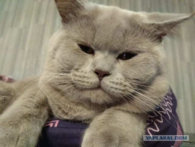 Котан, больше котанов!