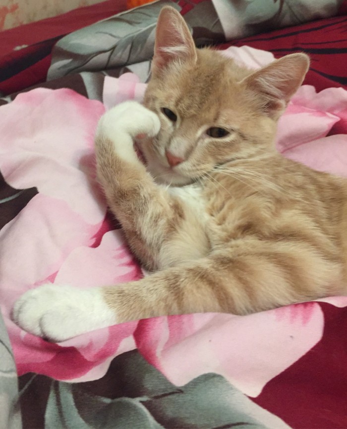 Начнем котоФторник?