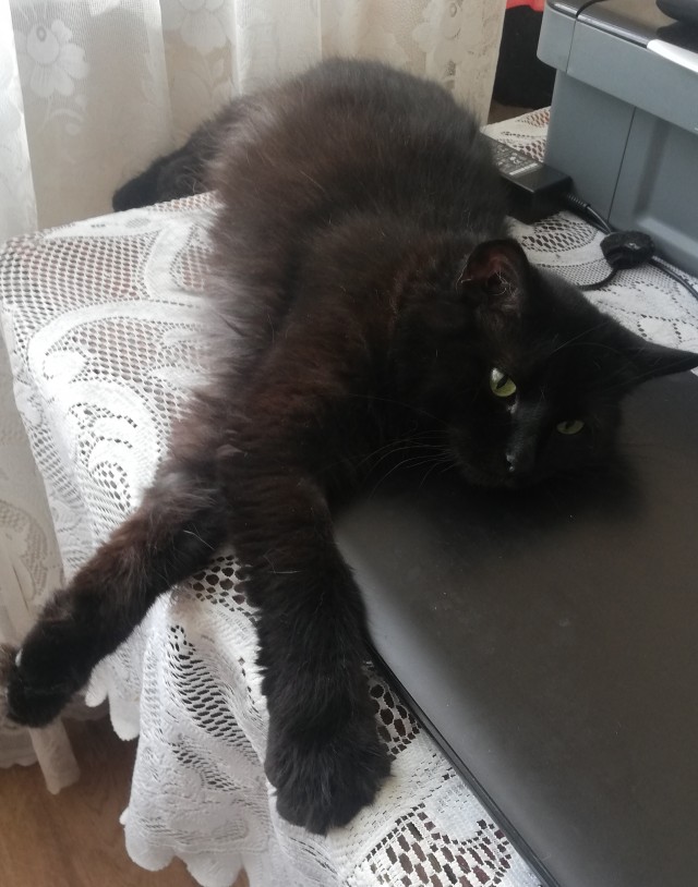 Black cats matter