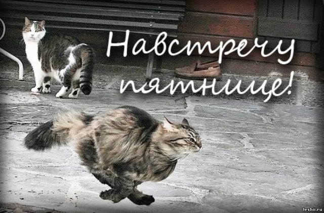 Пятница. И немного слегка пошлых картинок с надписями и без 16+ (25.09)