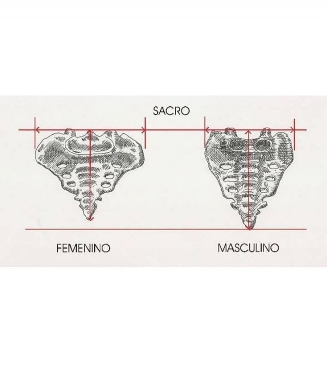 Различия мужской и женской анатомии