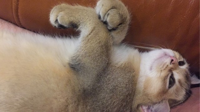 Котовторник 20.10.20